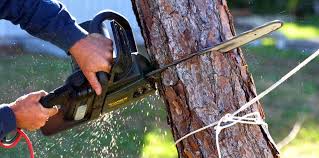Best Hazardous Tree Removal  in Norwood, NJ