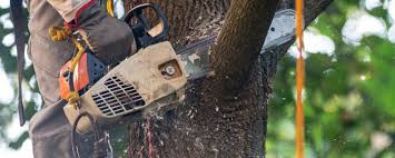 Best Tree Cabling and Bracing  in Norwood, NJ
