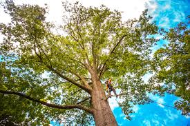 Best Lawn Pest Prevention  in Norwood, NJ