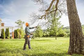 Best Grass Overseeding  in Norwood, NJ