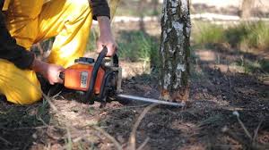  Norwood, NJ Tree Removal Pros