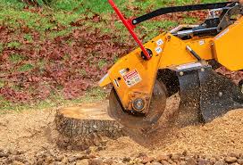 Best Root Management and Removal  in Norwood, NJ