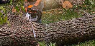 Best Stump Grinding and Removal  in Norwood, NJ