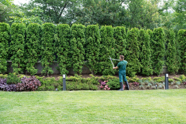 Best Lawn Irrigation Installation and Maintenance  in Norwood, NJ