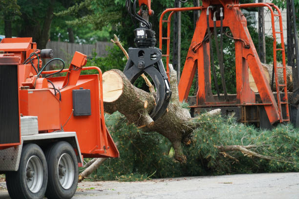 Best Tree Risk Assessment  in Norwood, NJ