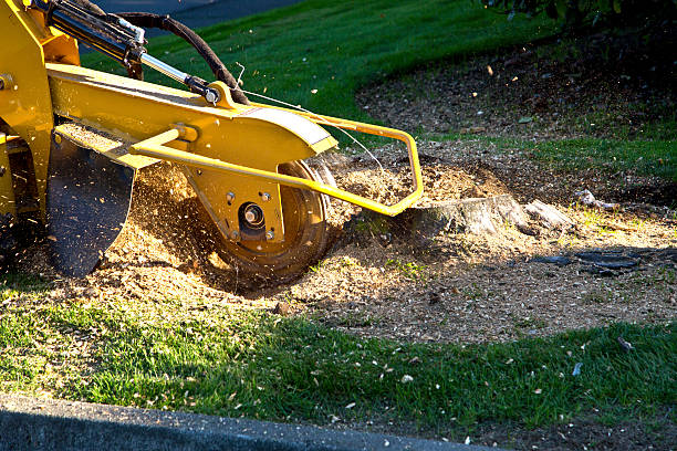 Best Arborist Consultation Services  in Norwood, NJ