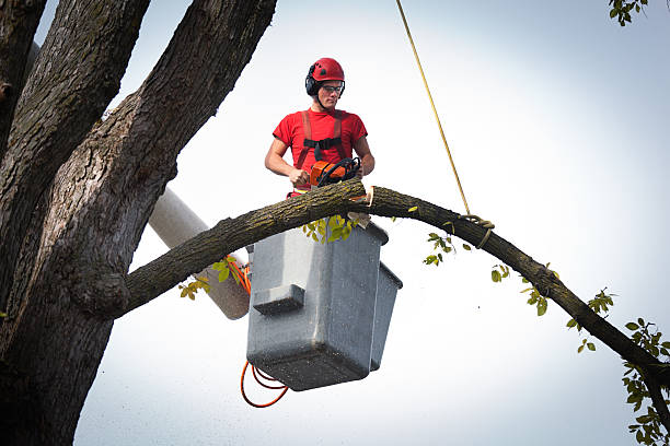 Best Tree Removal  in Norwood, NJ