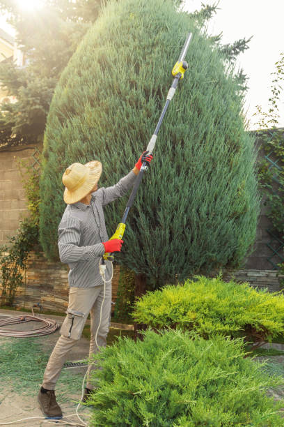 Best Tree and Shrub Care  in Norwood, NJ