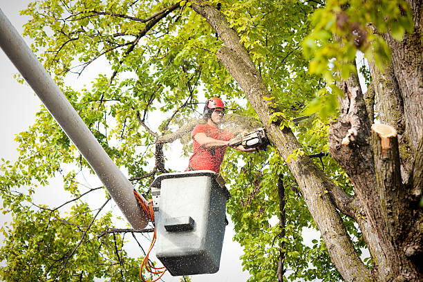 Norwood, NJ Tree Removal Company