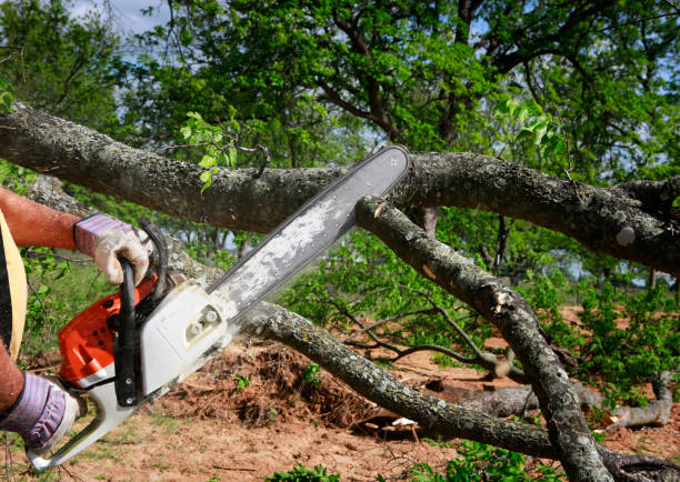 Best Lawn Renovation and Restoration  in Norwood, NJ